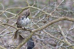 Long-billed Thrasher, Toxostoma longirostre