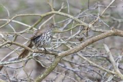 Long-billed Thrasher, Toxostoma longirostre