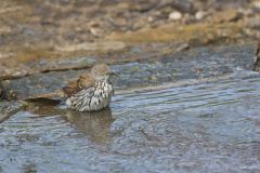 Long-billed Thrasher, Toxostoma longirostre