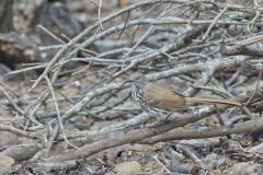 Long-billed Thrasher, Toxostoma longirostre