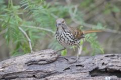 Long-billed Thrasher, Toxostoma longirostre