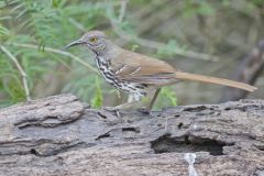 Long-billed Thrasher, Toxostoma longirostre