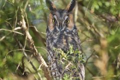 Long-eared Owl, Asio otus