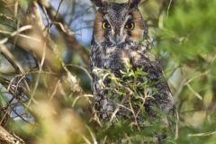 Long-eared Owl, Asio otus