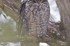 Long-eared Owl, Asio otus