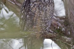 Long-eared Owl, Asio otus