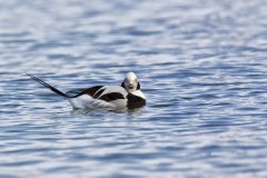 Long-tailed Duck,  Clangula hyemalis