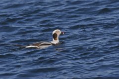 Long-tailed Duck,  Clangula hyemalis