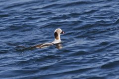 Long-tailed Duck,  Clangula hyemalis