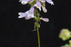 Longsepal Beardtongue, Penstemon calycosus