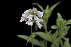 Longsepal Beardtongue, Penstemon calycosus