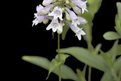 Longsepal Beardtongue, Penstemon calycosus