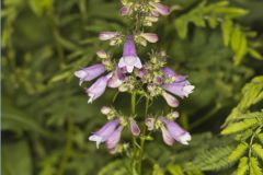 Longsepal Beardtongue, Penstemon calycosus