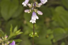 Longsepal Beardtongue, Penstemon calycosus