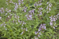 Longsepal Beardtongue, Penstemon calycosus