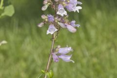 Longsepal Beardtongue, Penstemon calycosus