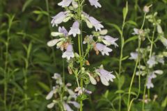 Longsepal Beardtongue, Penstemon calycosus