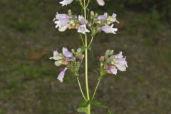 Longsepal Beardtongue, Penstemon calycosus