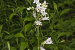 Longsepal Beardtongue, Penstemon calycosus