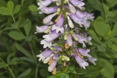 Longsepal Beardtongue, Penstemon calycosus