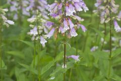 Longsepal Beardtongue, Penstemon calycosus