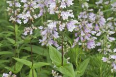 Longsepal Beardtongue, Penstemon calycosus