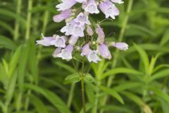 Longsepal Beardtongue, Penstemon calycosus