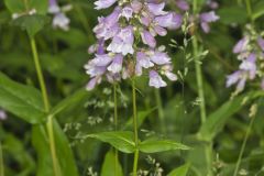 Longsepal Beardtongue, Penstemon calycosus