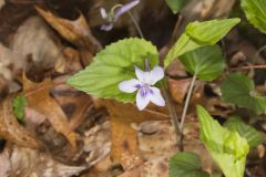 Longspur violet, Viola rostrata