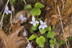 Longspur violet, Viola rostrata