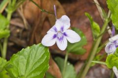 Longspur violet, Viola rostrata