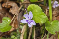 Longspur violet, Viola rostrata