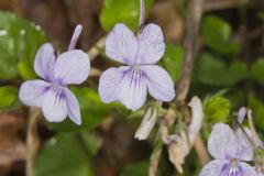 Longspur violet, Viola rostrata