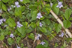 Longspur violet, Viola rostrata