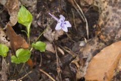 Longspur violet, Viola rostrata