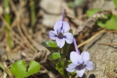 Longspur violet, Viola rostrata