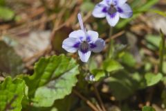Longspur violet, Viola rostrata