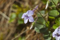 Longspur violet, Viola rostrata