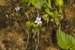 Longspur Violet, Viola rostrata