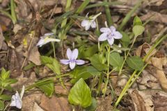 Longspur Violet, Viola rostrata