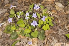 Longspur Violet, Viola rostrata