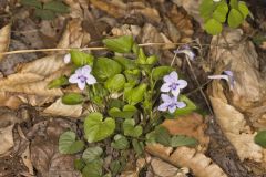 Longspur Violet, Viola rostrata