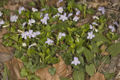 Longspur Violet, Viola rostrata