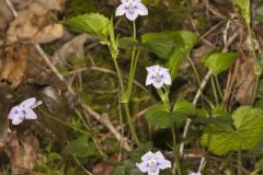 Longspur Violet, Viola rostrata