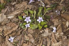 Longspur Violet, Viola rostrata