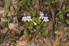 Longspur Violet, Viola rostrata