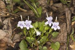 Longspur Violet, Viola rostrata