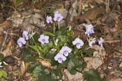 Longspur Violet, Viola rostrata