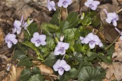 Longspur Violet, Viola rostrata