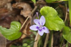 Longspur Violet, Viola rostrata